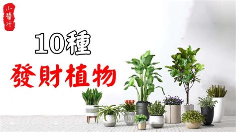 居家風水植物